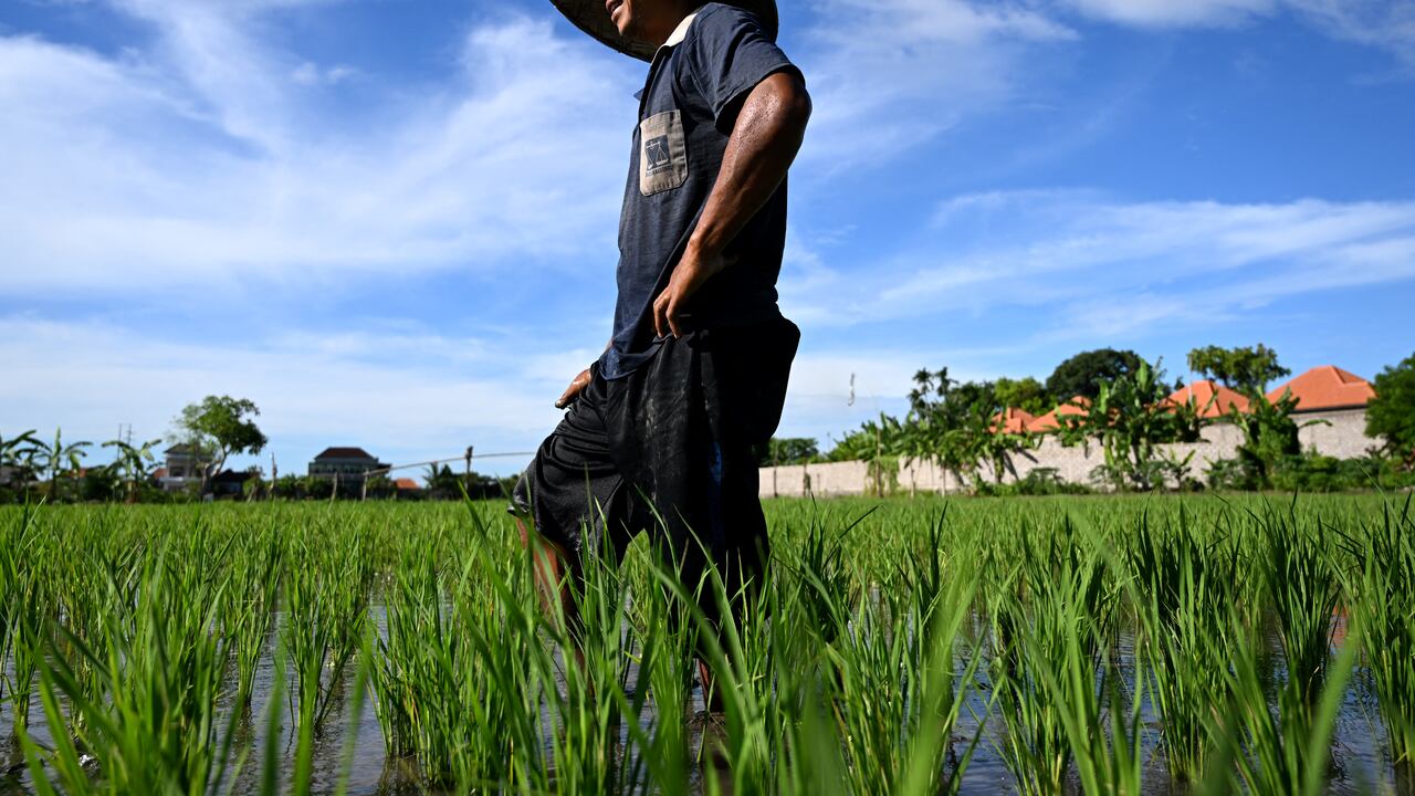 Granjeros cultivando sus campos de arroz.