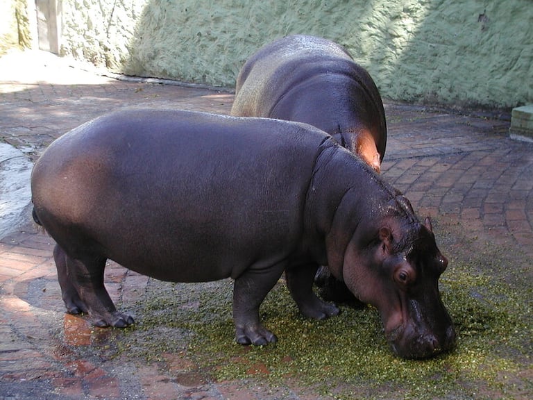 HIPOPÓTAMO, HIPOPÓTAMOS