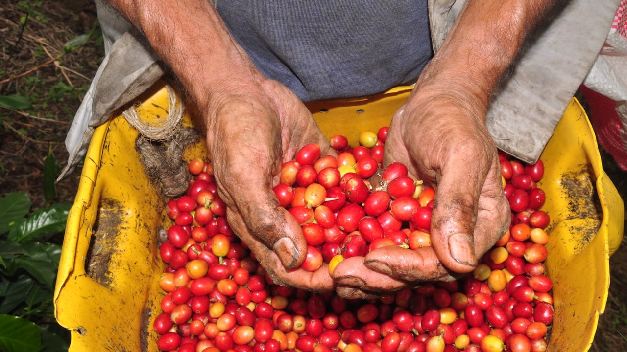 La caficultura es una actividad de pequeños productores, la mayoría con solo 0.5 hectáreas, según informó el Comité de Cafeteros del Valle. Sin embargo, es un producto del que viven más de 23 mil familias en esta región. Foto: Cortesia para El País.