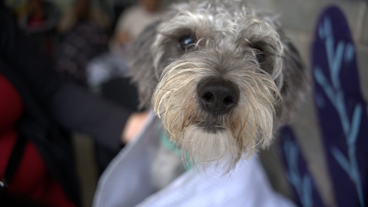 El Centro de Bienestar Animal de Cali, CBA, dio a conocer las medidas que implementa duranta este temporada navideña para proteger a los 120 animales de su albergue, del estrés y daño que genera la pólvora.