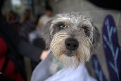 El Centro de Bienestar Animal de Cali, CBA, dio a conocer las medidas que implementa duranta este temporada navideña para proteger a los 120 animales de su albergue, del estrés y daño que genera la pólvora.