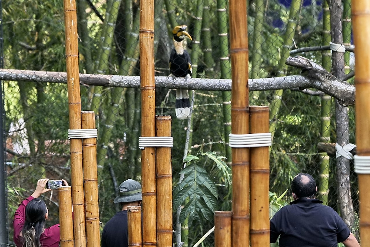 Inauguración Asia Fantástica en el Zoológico de Cali, un espacio nuevo para conocer nuevas especies de fauna y de la cultura oriental. Fotos Jorge Orozco / El País.