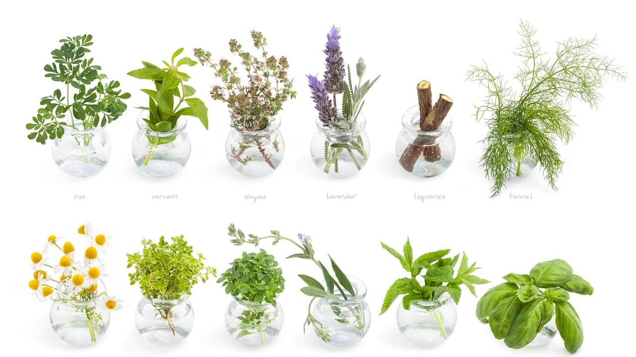 Plantas medicinales
