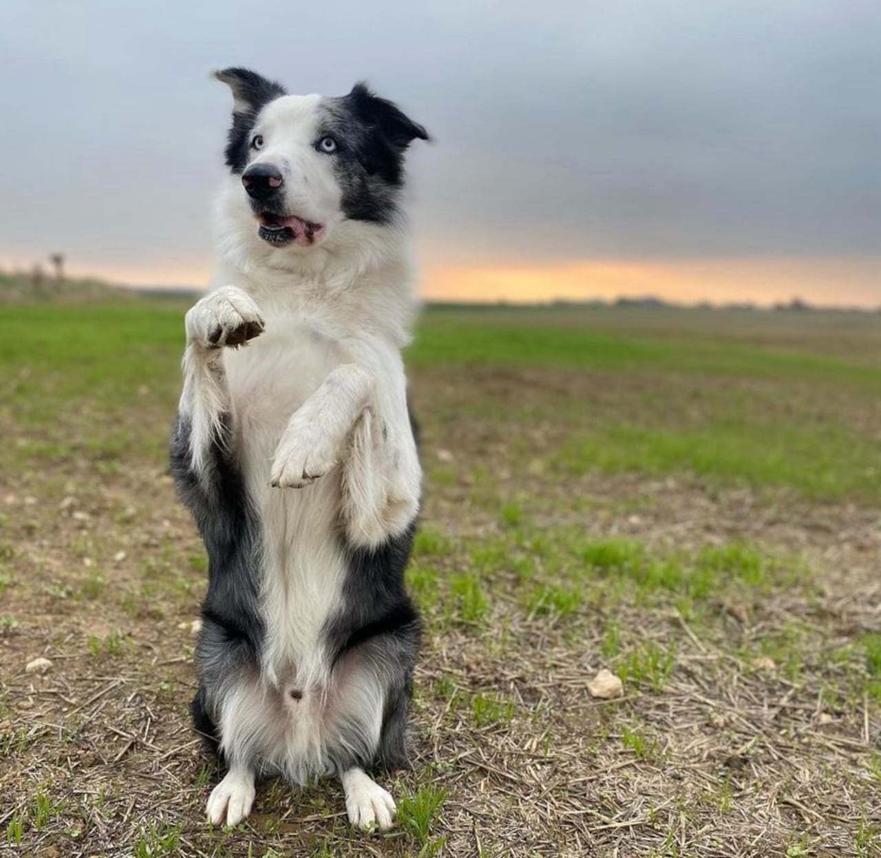 Messi, el perro actor que está nominado a los Premios Oscar 2024.