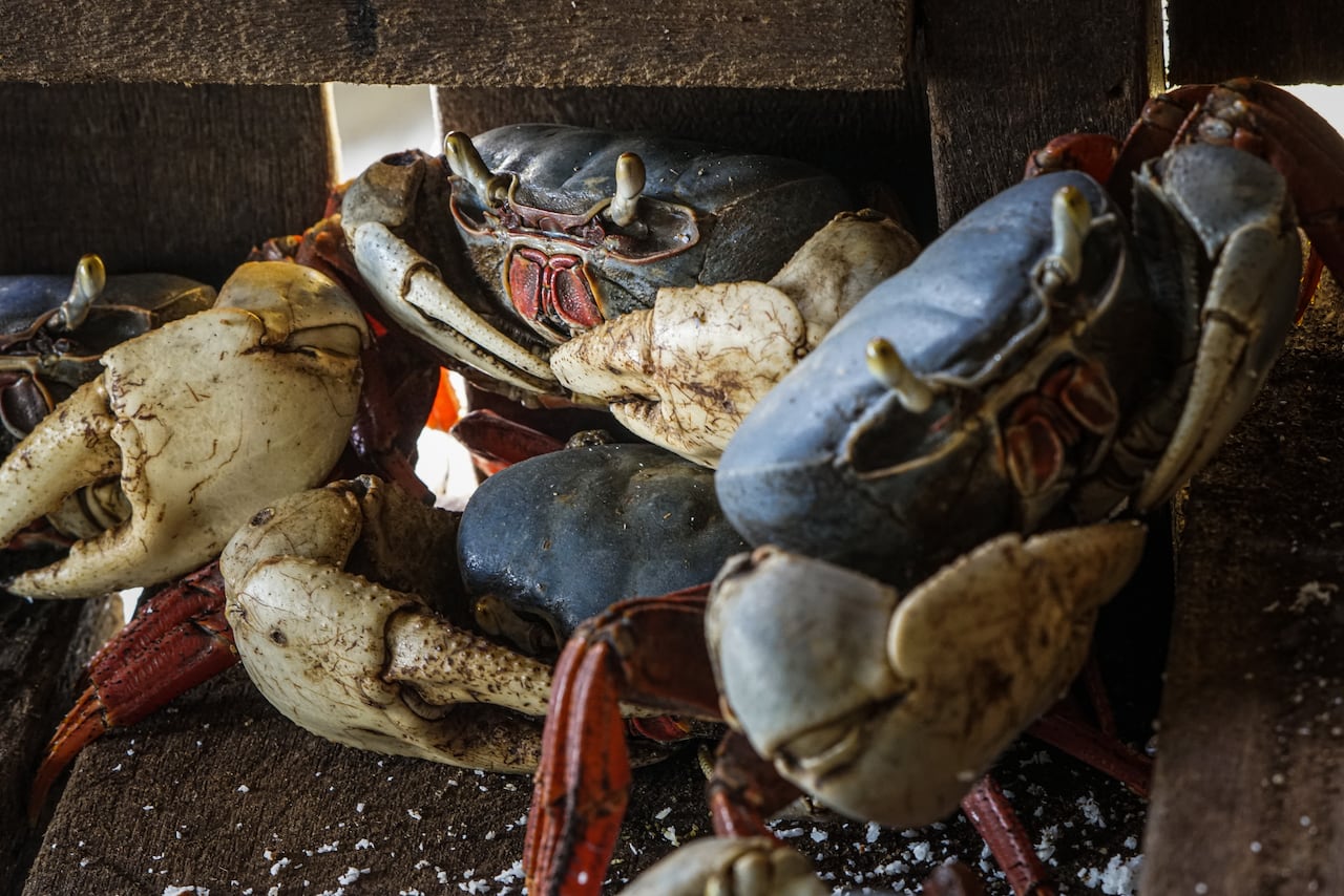 Tumaco se ha convertido en una vitrina para visibilizar el turismo comunitario con actividades económicas viable en el Municipio, con sus paisajes costeros y su tradición culinaria, resultado de sus raíces afrocolombianas e indígenas que hoy muestran al mundo.