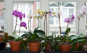 Las orquídeas requiren de un buen abono para florecer.