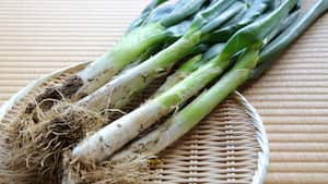 La cebolla larga es una de las hortalizas populares de la gastronomía colombiana.