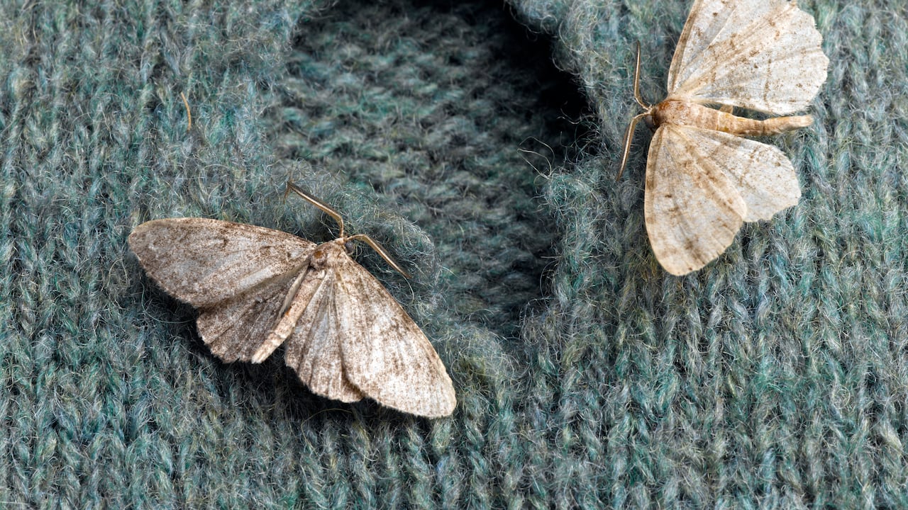 Las polillas son pequeños insectos que pueden dañar la ropa.