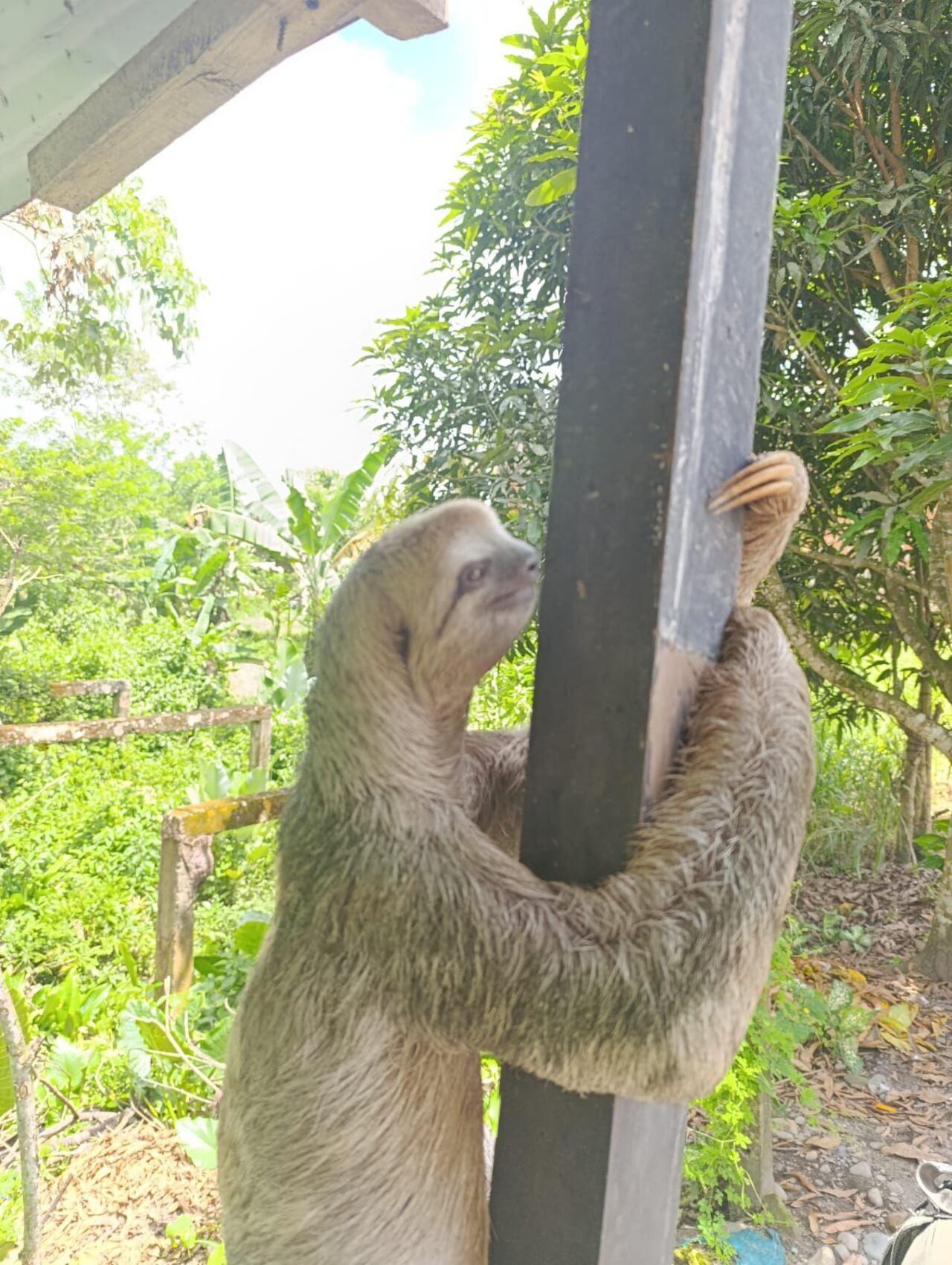Con el fin de evitar que sufriera una descarga eléctrica el oso perezoso de dos dedos fue reubicado en su hábitat.