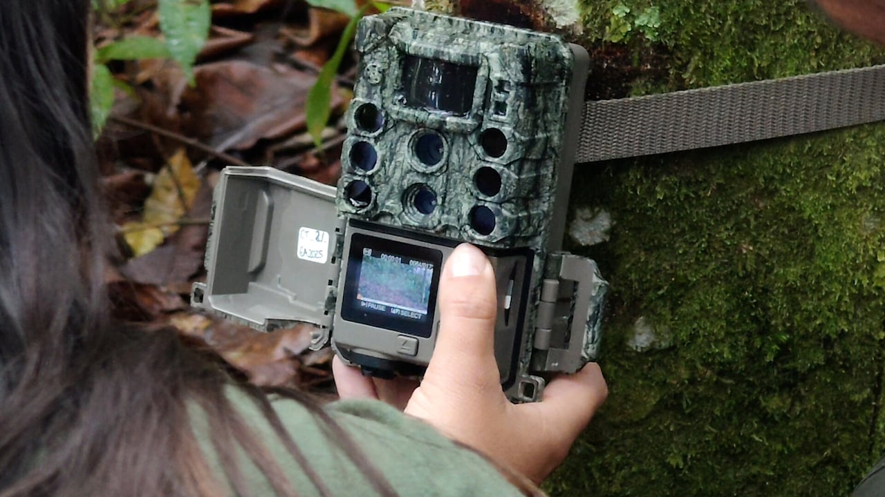 Con cámaras trampa, instaladas en los Farallones y corregimientos de Cali, tecnicos ambientales de Dagma y comunidad, monitorean la biodiversidad de la zona, integrandose a la Red Nacional Otus, que procesar información captada en terreno.