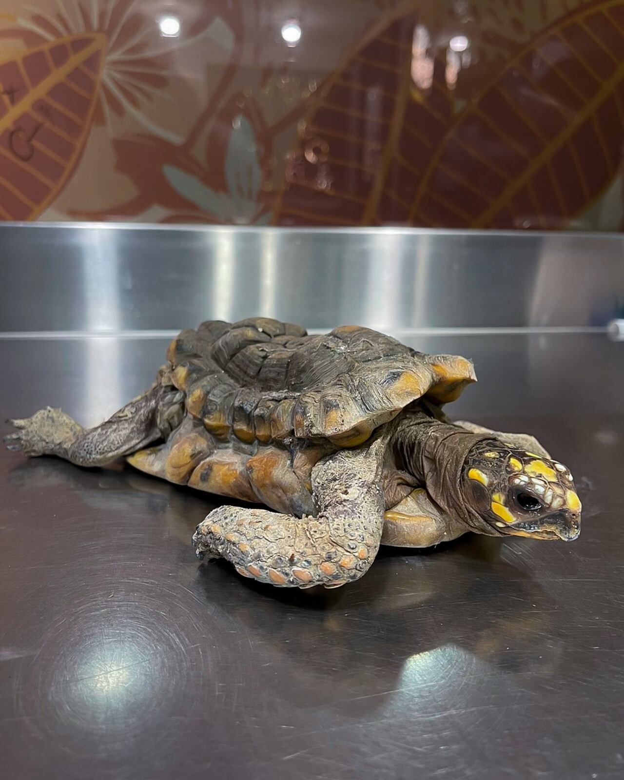 Tortuga morrocoy vivió 30 años en cautiverio y llegó lisiada al CAVR del Valle de Aburrá