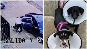 Dos perritas fueron abandonadas en el Centro de Bienestar Animal de Cali.