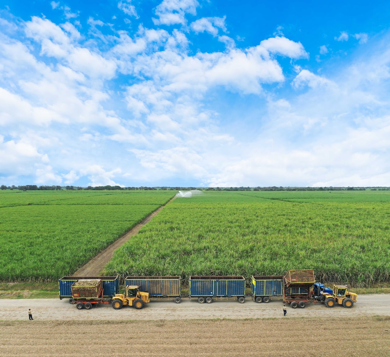 La cosecha en Incauca es 100 % mecanizada y en verde, es decir, que no se utiliza quemas para su proceso.