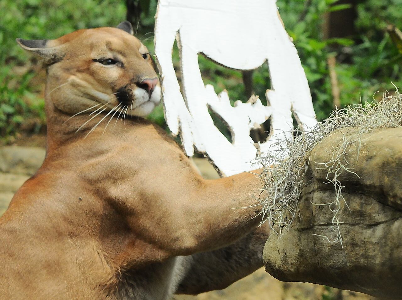 Vé: Mañana de Halloween en el zoológico, una celebración con una dieta balanceada para cada una de diferentes las especies. Foto José L Guzmán. EL País, oct 25-23