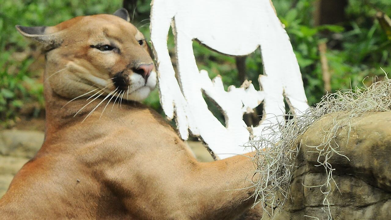 Vé: Mañana de Halloween en el zoológico, una celebración con una dieta balanceada para cada una de diferentes las especies. Foto José L Guzmán. EL País, oct 25-23