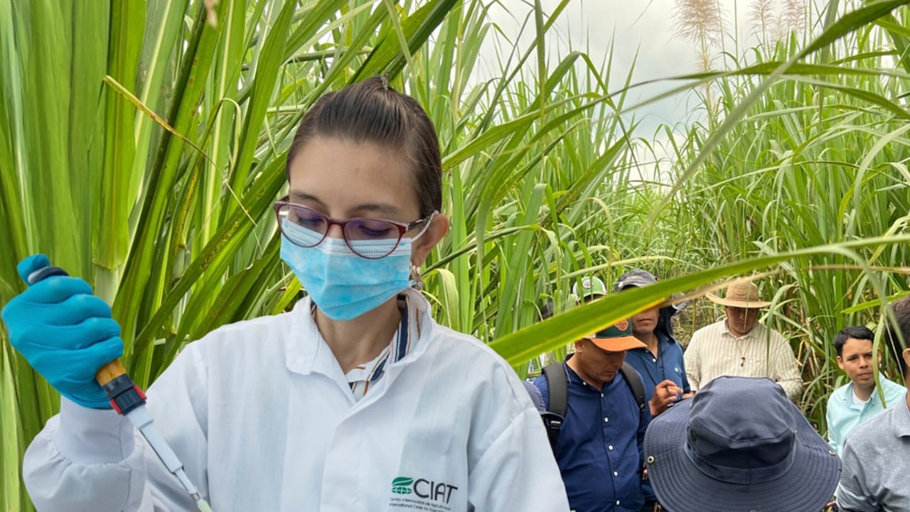 Agroindustria, motor de desarrollo y competitividad para el Valle del Cauca.