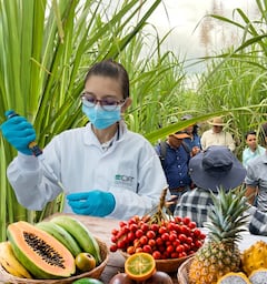 Agroindustria, motor de desarrollo y competitividad para el Valle del Cauca.