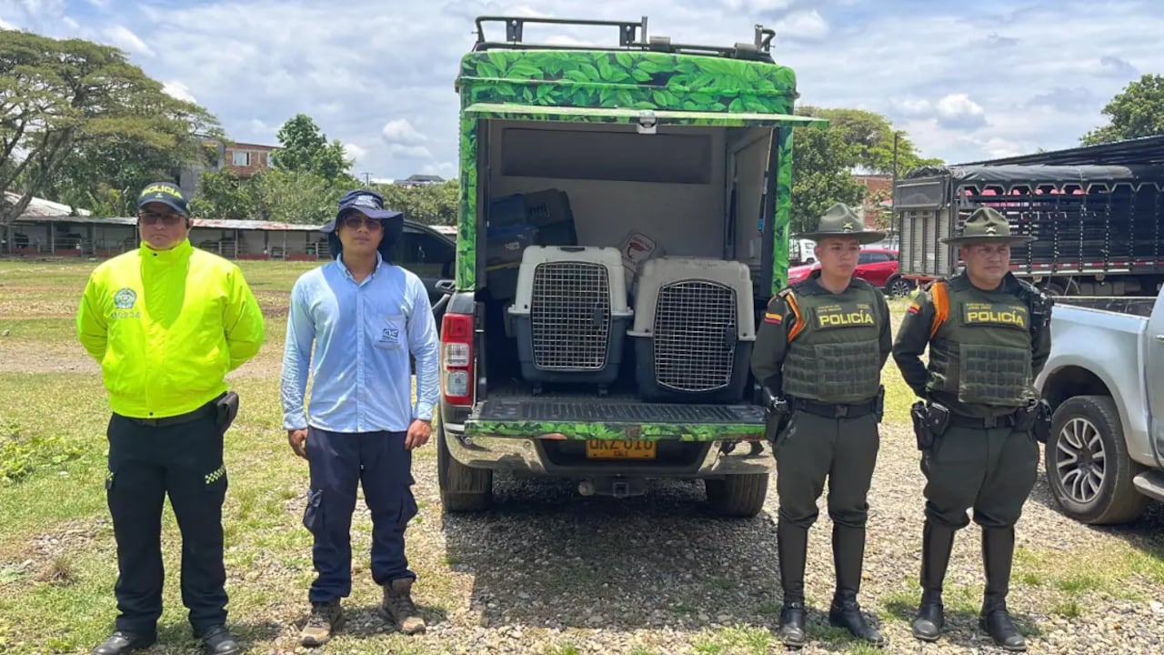 Los ocelotes fueron entregados a la Corporación Autónoma Regional del Valle del Cauca (CVC).