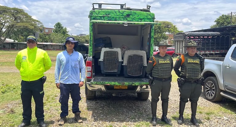 Los ocelotes fueron entregados a la Corporación Autónoma Regional del Valle del Cauca (CVC).