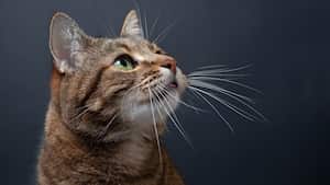 4 Patas, Gato Criollo