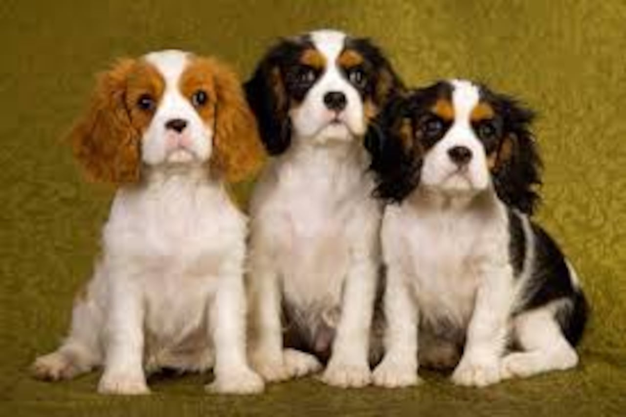 Cavalier King Charles Spaniel