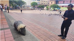 Gobernación del Valle rechazó el abandono de objeto simbólico a las afueras de la sede de la administración departamental.