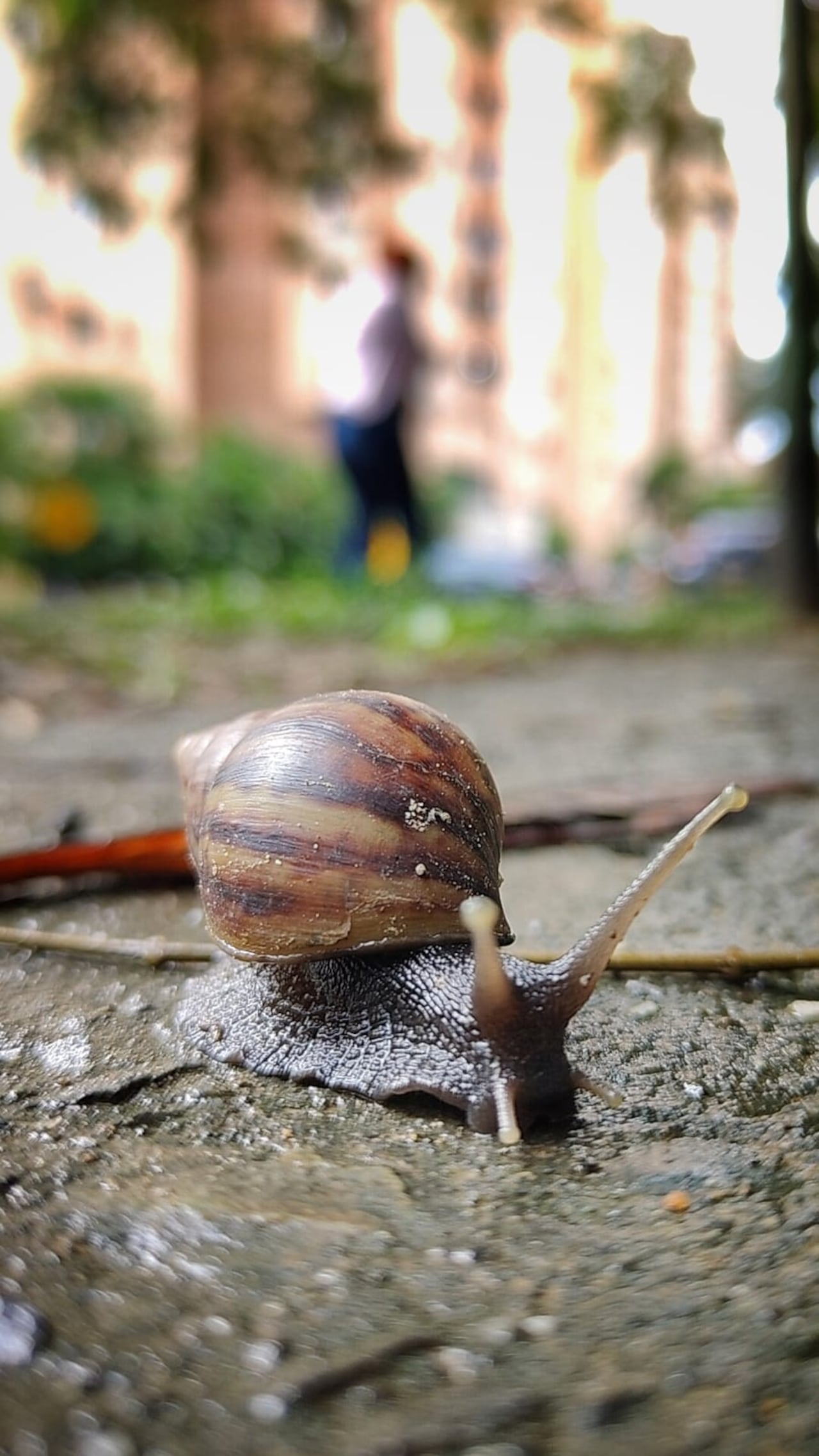 Los moluscos han sido avistados en la vía hacia Bataclán y el Cerro de las Tres Cruces, y ahora ingresan a edificaciones del sector.