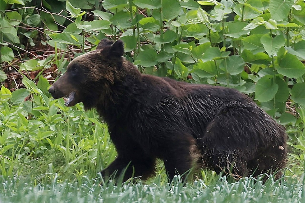 Un oso suelto en Japón atacó y dejó heridas a cuatro personas