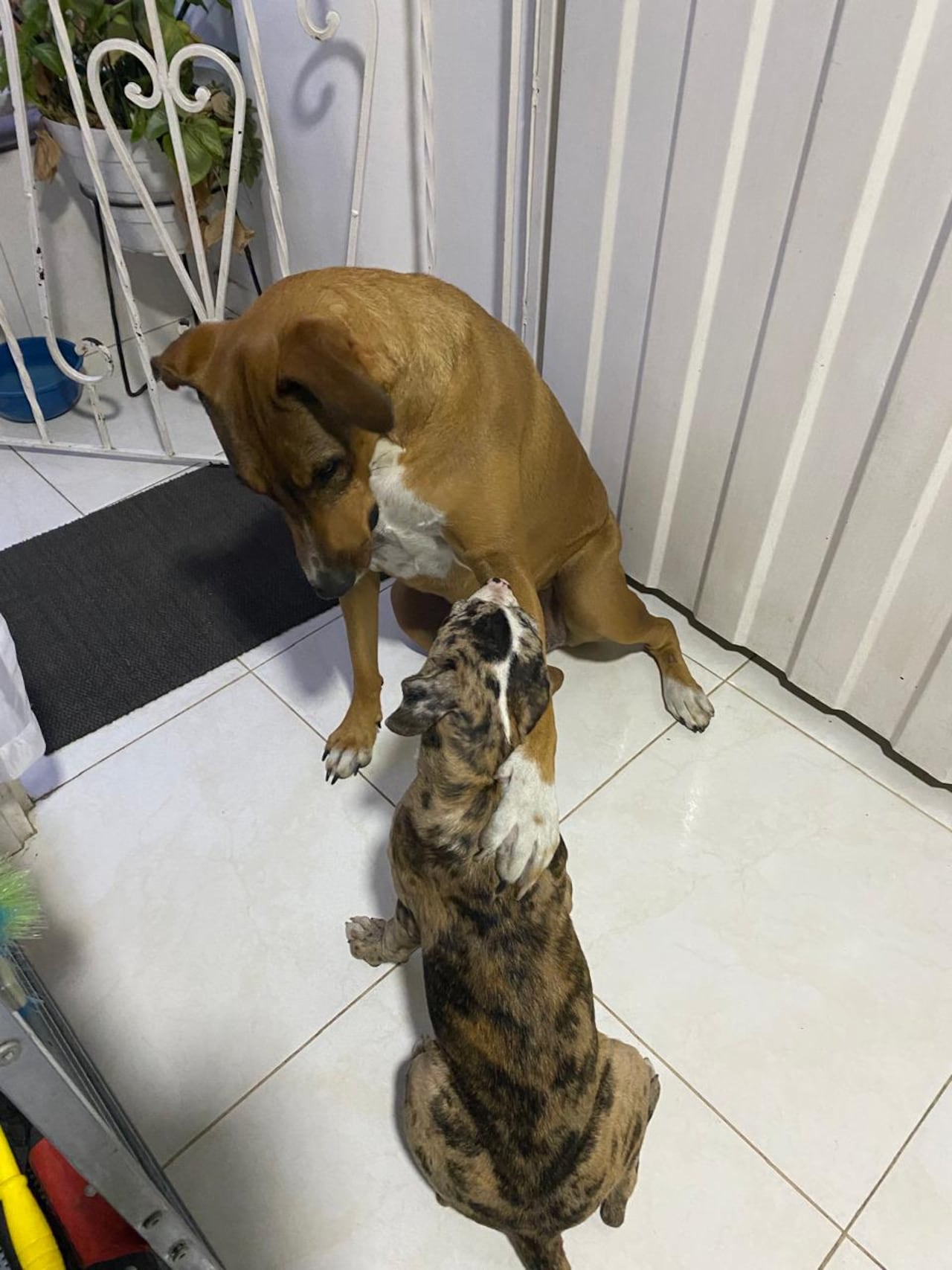 Algunos de los perros que sobrevivieron al ataque de abejas recibieron atención veterinaria luego de la emergencia.
