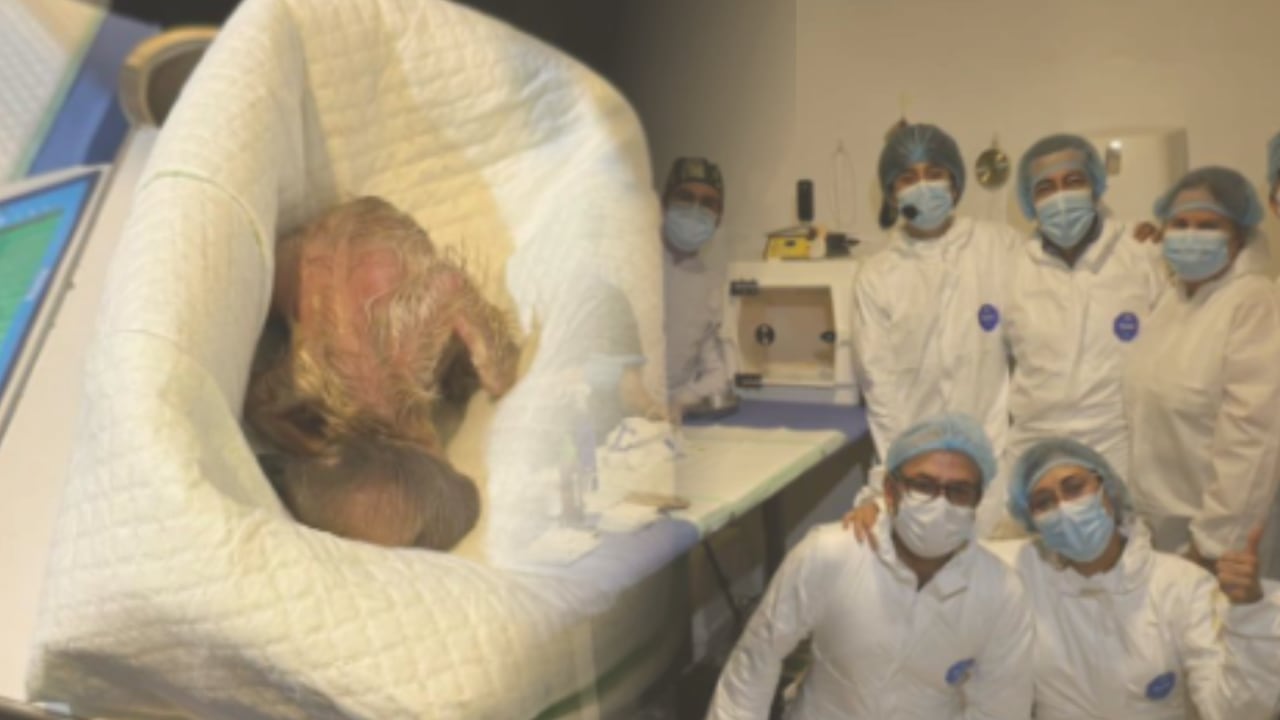 Tercer cóndor andino nace en condiciones controladas en Cundinamarca.