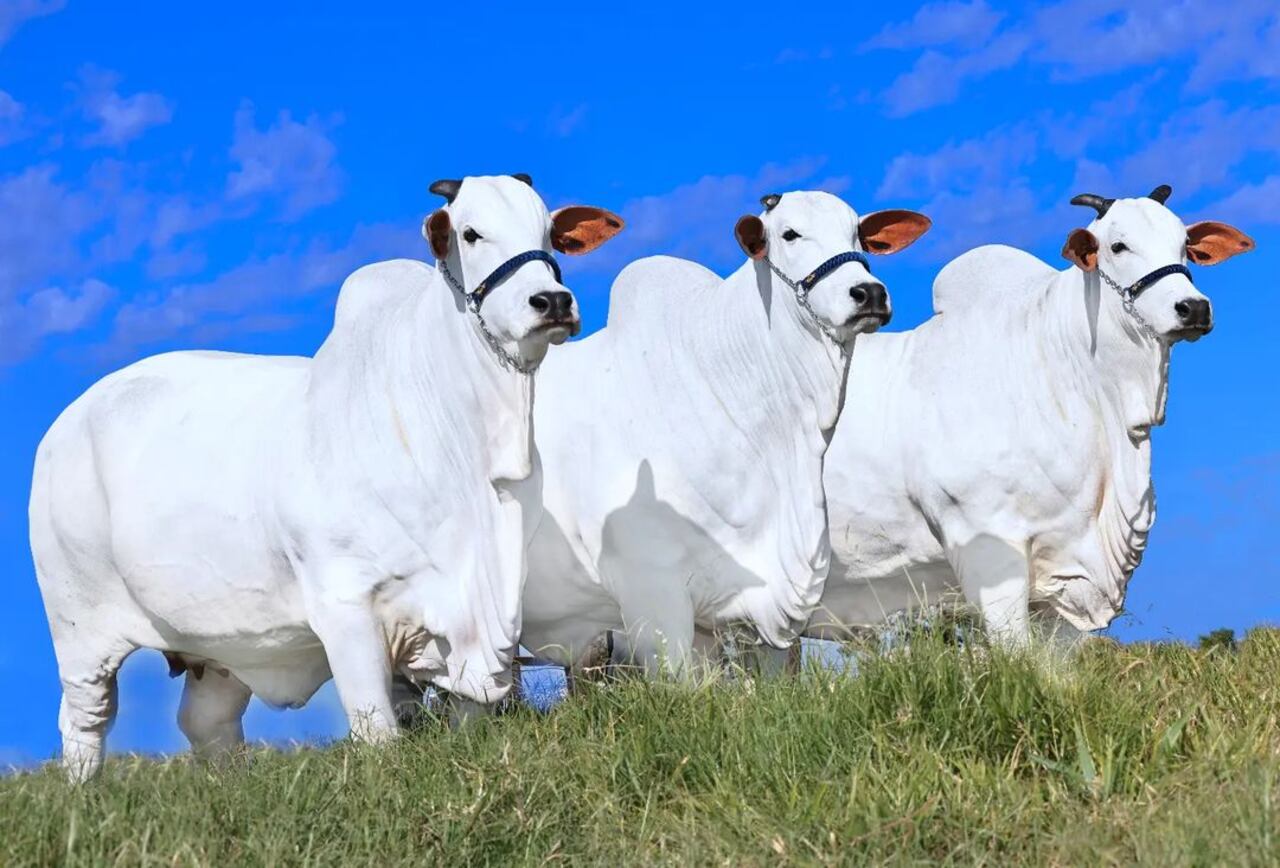 Viatina-19 FIV Mara Móveis es de la raza Nerole y está en Brasil.