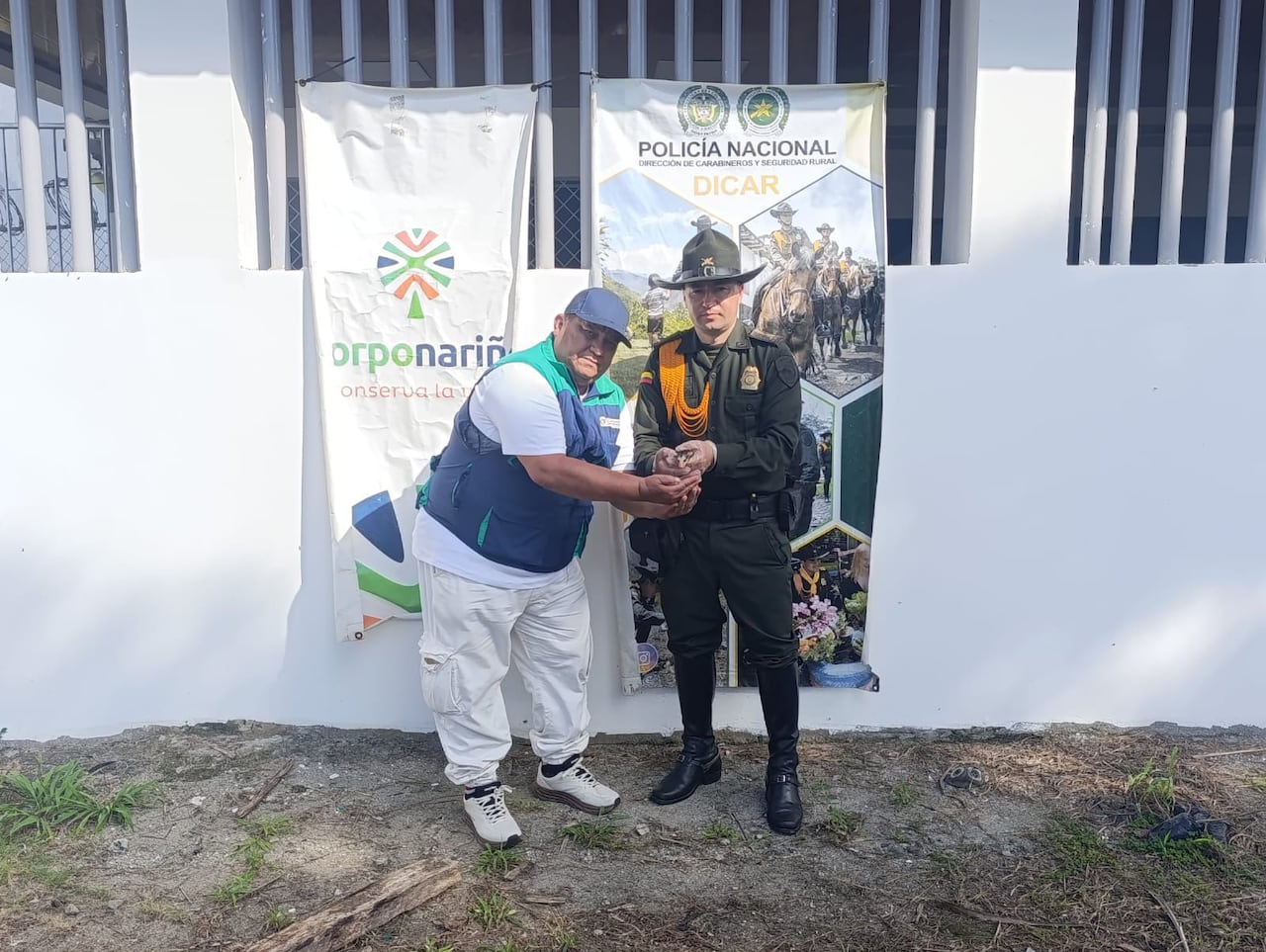 El ejemplar quedó a disposición de los profesionales de la Corporación Autónoma Regional de Nariño, Corponariño, informó la Policía.