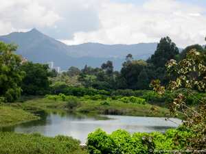 Los humedales suministran alimento, sostienen la biodiversidad y son los ecosistemas que más capturan carbono en el planeta. Por fortuna Bogotá cuenta con 15 oficialmente reconocidos y 23 con potencial. Uno de ellos es el humedal Córdoba, que alberga la mayor cantidad de aves registradas en un humedal, más de 150 especies. Gracias al trabajo de la comunidad vecina hoy es uno de los mejor conservados de la ciudad. Foto: Fundación Humedales Bogotá - Jorge Escobar