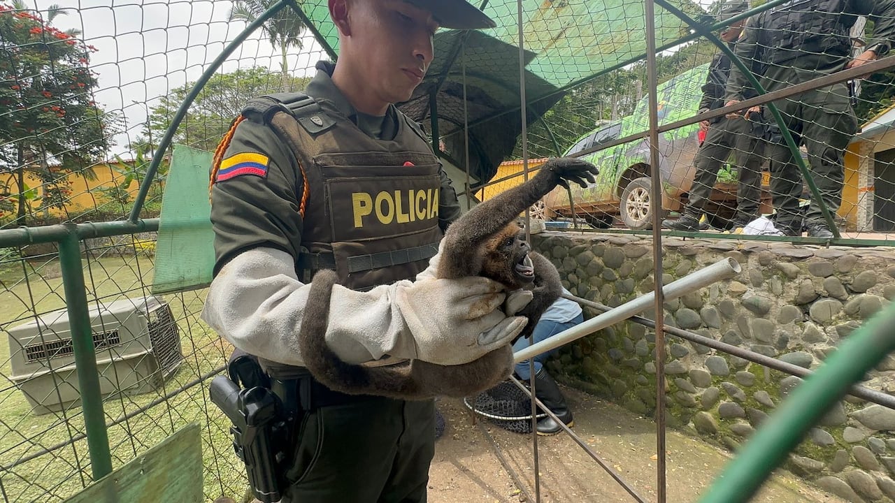 Policía Nacional rescata nueve ejemplares de especies protegidas en zona rural de Calima