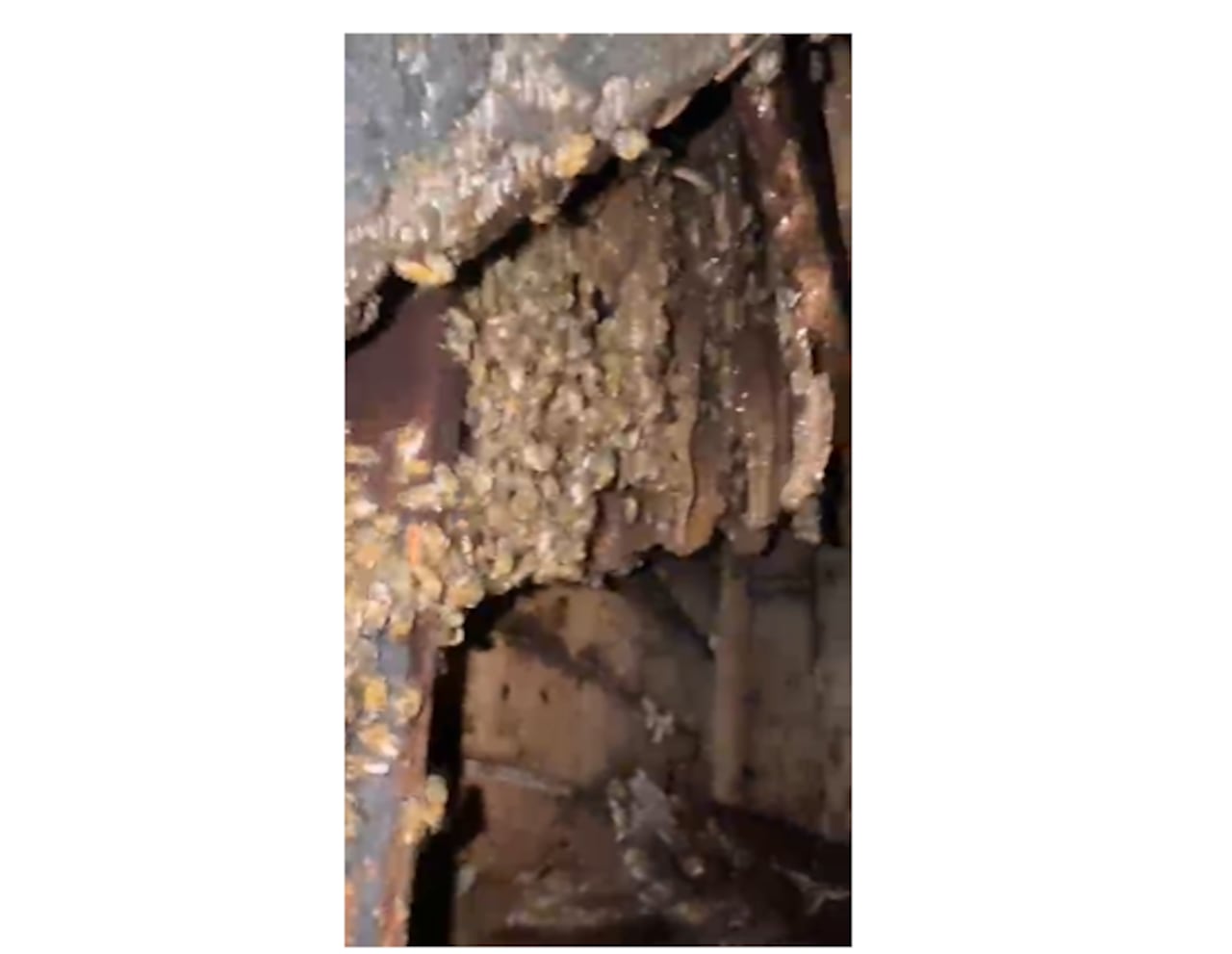 Abejas atacan a tres personas en el Coliseo del Pueblo.