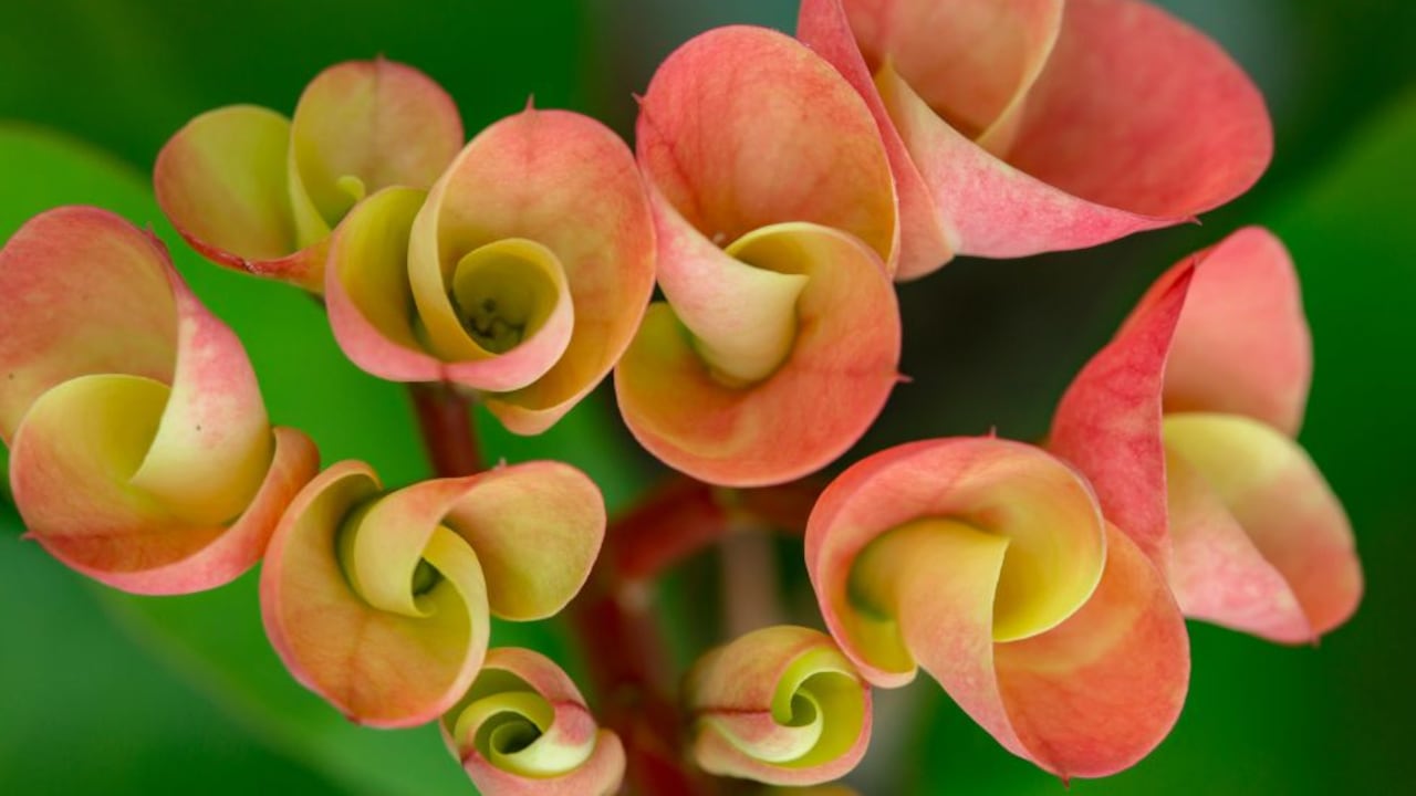 Planta Corona de Cristo