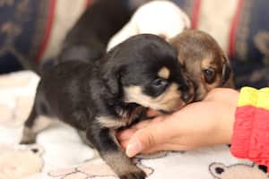 Los cachorros huérfanos solo tienen 15 días de nacidos