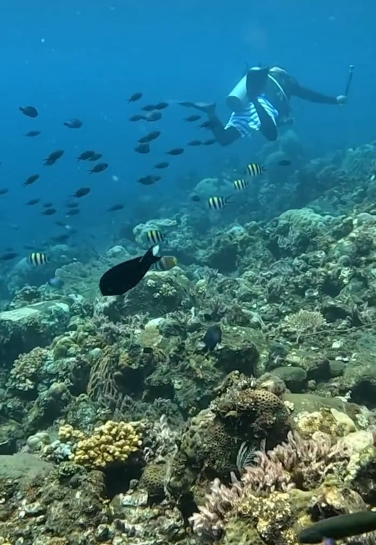 Barny Dillarstone realizó una expedición  submarina en Amed, una zona costera de Bali, Indonesia.
