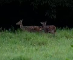 Más allá de su ternura, los bambis que trajo el narcotraficante Pablo Escobar, se han convertido en una amenaza para la biodiversidad del Magdalena Medio.