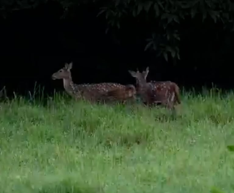 Más allá de su ternura, los bambis que trajo el narcotraficante Pablo Escobar, se han convertido en una amenaza para la biodiversidad del Magdalena Medio.