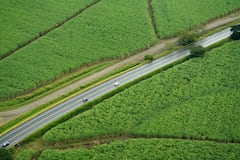 Asocaña. La caña de azúcar, es el gran motor de la economía en el Valle del Cauca. Este sector mueve el 0,7 % del PIB de Colombia, mueve 180.000 empleos. Hay 13 ingenios azucareros en la región, seis de ellos tienen plantas de bioetanol. Foto Jorge Orozco / El País.