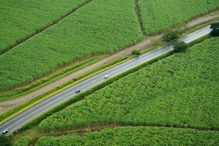 Asocaña. La caña de azúcar, es el gran motor de la economía en el Valle del Cauca. Este sector mueve el 0,7 % del PIB de Colombia, mueve 180.000 empleos. Hay 13 ingenios azucareros en la región, seis de ellos tienen plantas de bioetanol. Foto Jorge Orozco / El País.