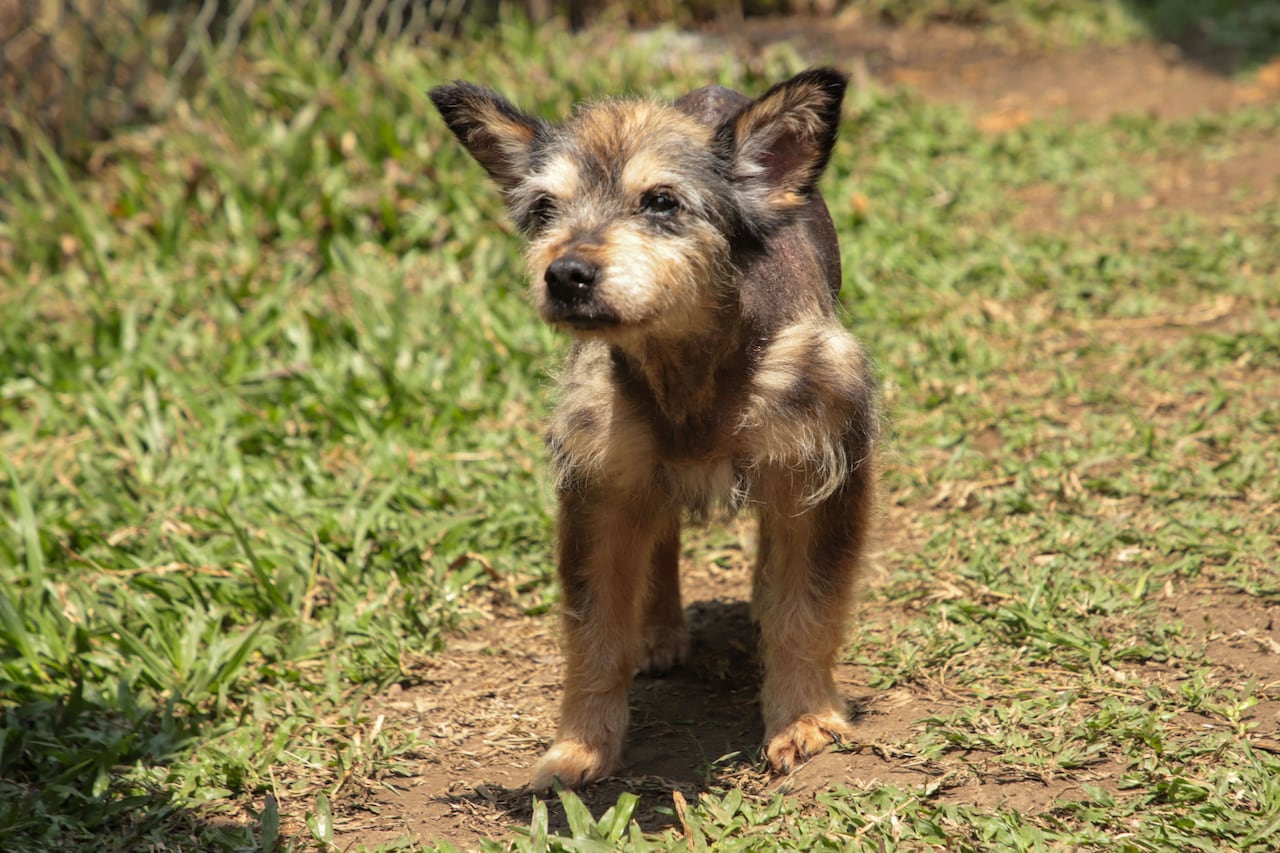 ‘Mallarino’ se recuperó en el Centro de Bienestar Animal, luego de ser rescatado en estado crítico a orillas del río Cauca.