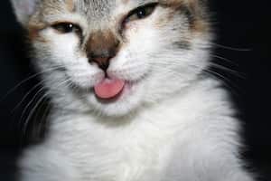 Un gato con la lengua afuera puede significar que está relajado.