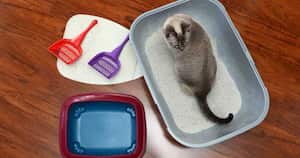 Cómo limpiar la caja de arena