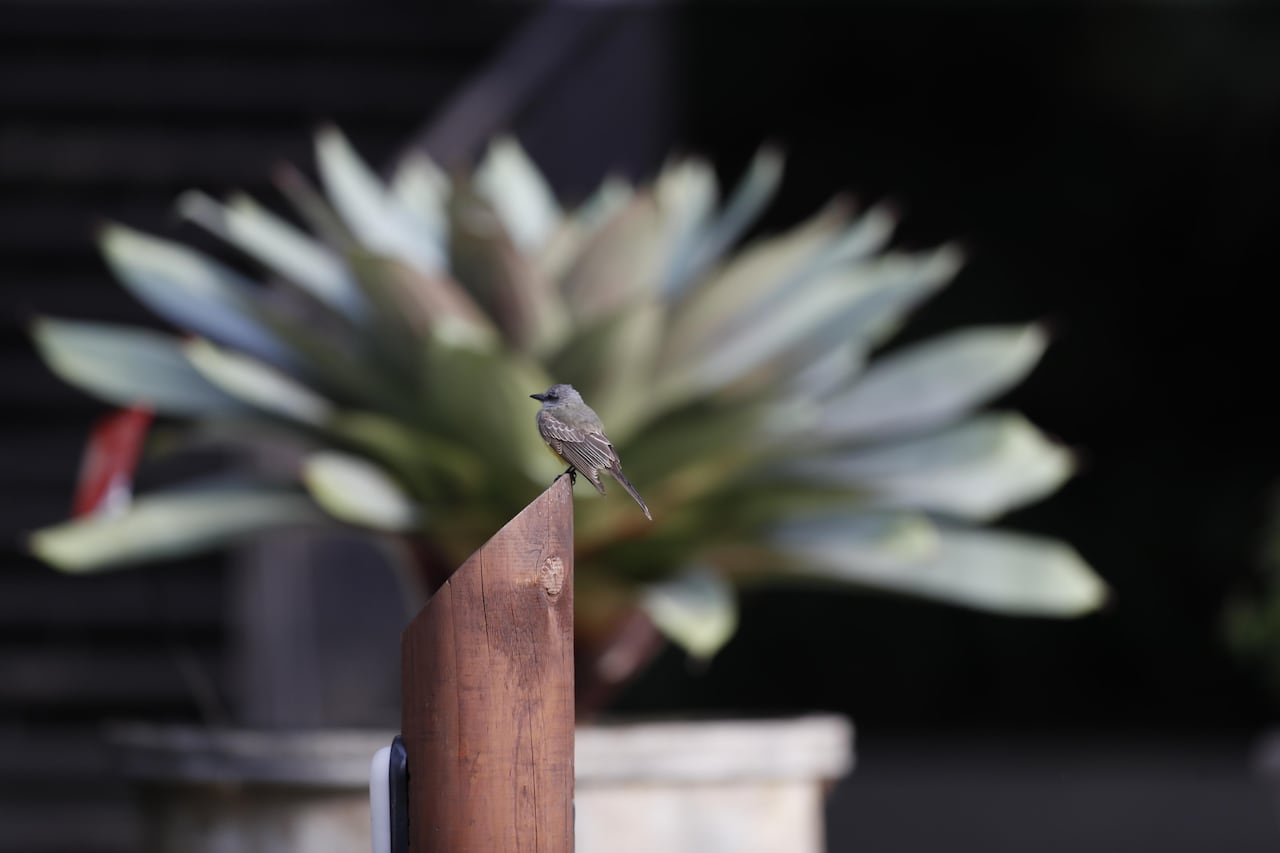 La biodiversidad en Colombia queda demostrada a través de eventos como esta feria de las aves.