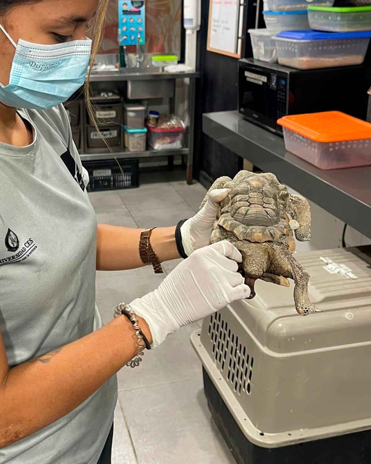 Tortuga morrocoy vivió 30 años en cautiverio y llegó lisiada al CAVR del Valle de Aburrá