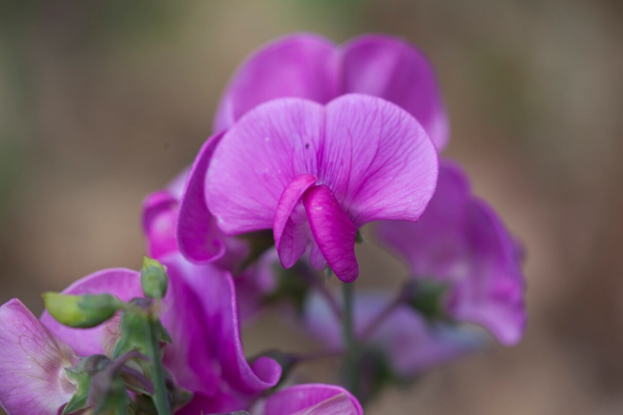 Desde los jardines más elaborados hasta los rincones más modestos, la planta pendiente de la reina despliega su encanto con sus exuberantes cascadas de flores. Sin embargo, su cuidado requiere un conocimiento preciso de sus necesidades específicas.
