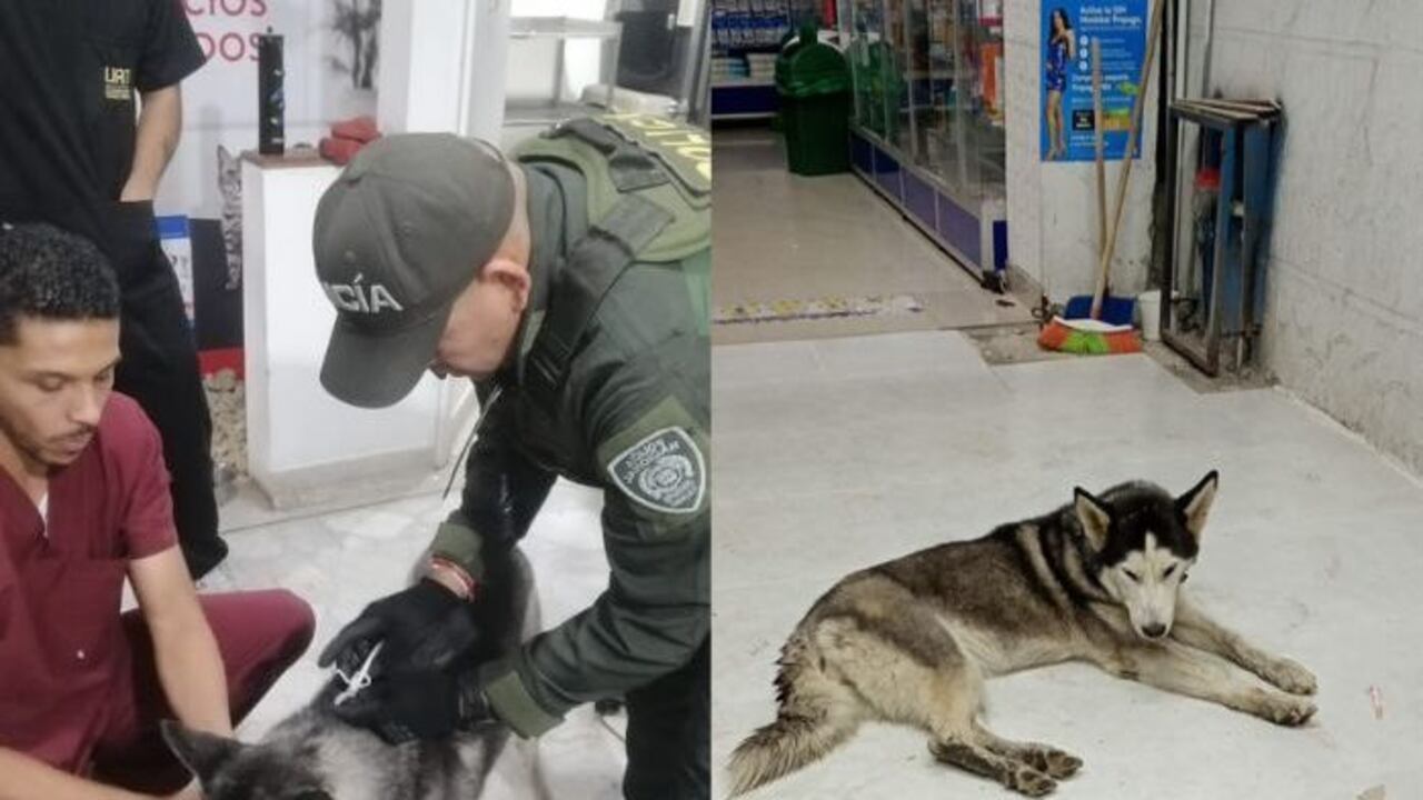 Gracias a la pronta intervención del periodista Kevin Acosta, esta perrita ahora se recupera que sufrió luego que al parecer la sometieran a una eutanasia casera.