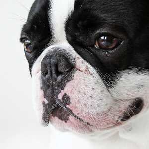 Los perros tienden a estar tristes cuando están solos en la casa.